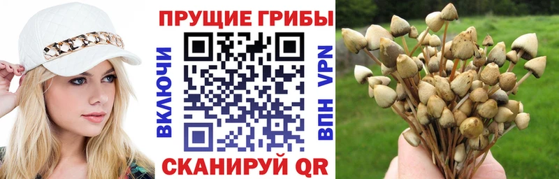 Псилоцибиновые грибы GOLDEN TEACHER  KRAKEN вход  Шарыпово 